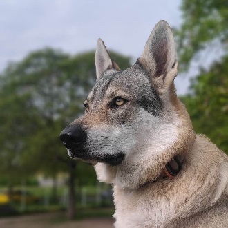  A Csehszlovák farkaskutya: A természet ereje és a hűség összhangja
